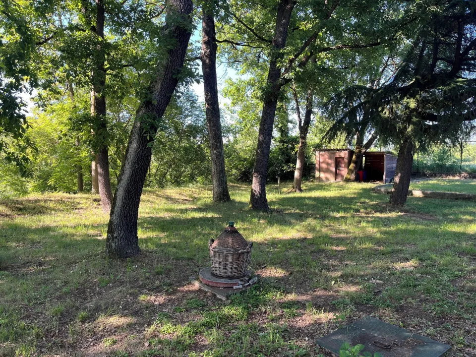 Wooded area with a small shed